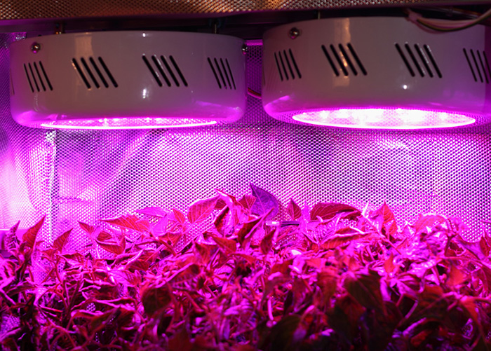 Growbox için LED aydınlatma nasıl seçilir?