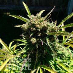 Auto Somango feminised Ganja Seeds