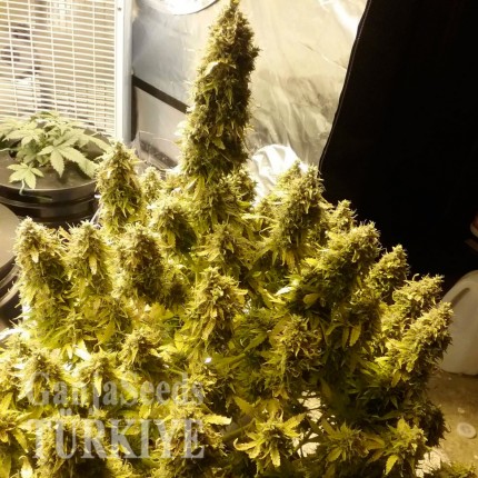 Auto + Speed feminised Ganja Seeds