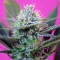 Auto + Speed feminised Ganja Seeds