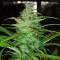 Türkiye'de kenevir tohumu Auto Diesel feminised Ganja Seeds