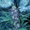 Türkiye'de online kenevir tohumu Auto Diesel feminised Ganja Seeds