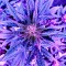 Türkiye'de eve teslim kenevir tohumu Auto Diesel feminised Ganja Seeds