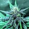 Auto Diesel feminised Ganja Seeds GanjaSeeds internet mağazsında otomatik çiçeklenen dişileştirilmiş kenevir tohumlarını satın al
