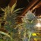 Auto Diesel feminised Ganja Seeds Yüksek verimli kenevir tohumları