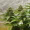 Auto Diesel feminised Ganja Seeds Orijinal ambalajda kenevir tohumları