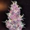 Auto Diesel feminised Ganja Seeds Güçlü kenevir tohumları