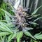 Auto Diesel feminised Ganja Seeds Acemiler için kenevir tohumları