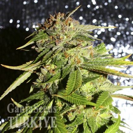 Afghani №1 feminised Ganja Seeds