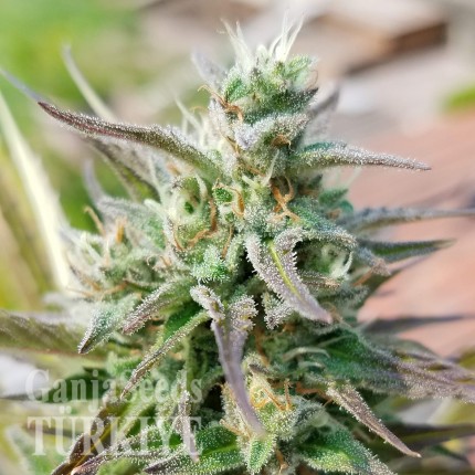 Afghani №1 feminised Ganja Seeds