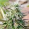 Afghani №1 feminised Ganja Seeds