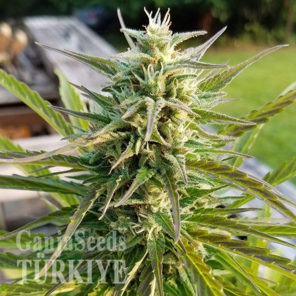 Afghani №1 feminised Ganja Seeds