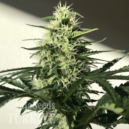 Afghani №1 feminised Ganja Seeds