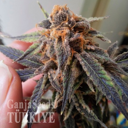 Auto Jack Herer feminised Ganja Seeds