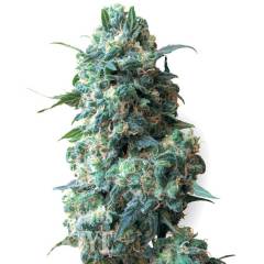 Afghan Kush feminised Ganja Seeds