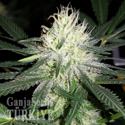 Auto Bubblelicious feminised Ganja Seeds