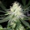 Denizli’de  Auto Bubblelicious feminised Ganja Seeds kenevir tohumu