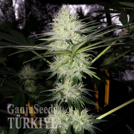 Auto Bubblelicious feminised Ganja Seeds