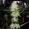 Hatay’da  Auto Bubblelicious feminised Ganja Seeds kenevir tohumu