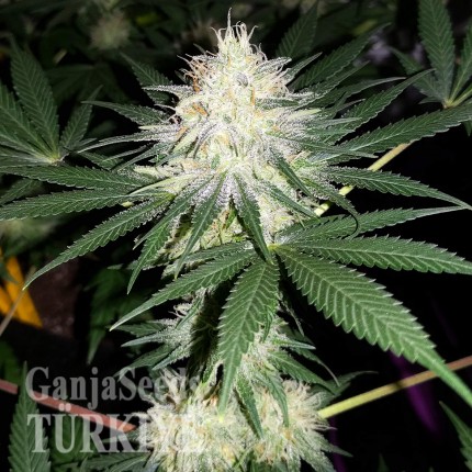 Auto Bubblelicious feminised Ganja Seeds