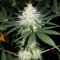 Isparta’da  Auto Bubblelicious feminised Ganja Seeds kenevir tohumu