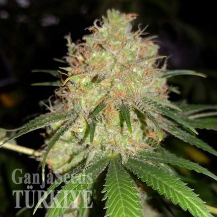 Auto Bubblelicious feminised Ganja Seeds