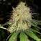 Konya’da Auto Bubblelicious feminised Ganja Seeds  kenevir tohumu