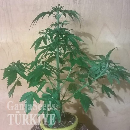 Auto Bubblelicious feminised Ganja Seeds