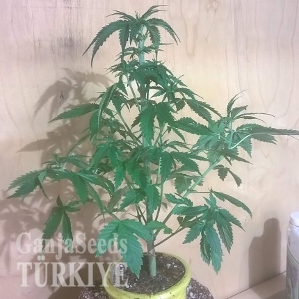 Auto Bubblelicious feminised Ganja Seeds