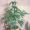 Rize’de  Auto Bubblelicious feminised Ganja Seeds kenevir tohumu