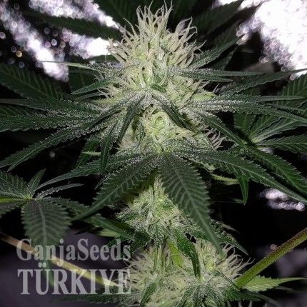 Auto Bubblelicious feminised Ganja Seeds