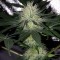 Samsun’da  Auto Bubblelicious feminised Ganja Seeds kenevir tohumu