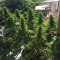 Blueberry feminised Ganja Seeds