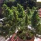 Blueberry feminised Ganja Seeds