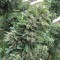 Blueberry feminised Ganja Seeds