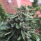 Blueberry feminised Ganja Seeds