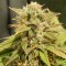 İzmir’de  Auto Super Bud feminised Ganja Seeds kenevir tohumu