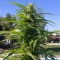 Antalya’da  Auto Super Bud feminised Ganja Seeds kenevir tohumu