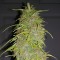 Diyarbakır’da  Auto Super Bud feminised Ganja Seeds kenevir tohumu