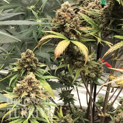 Auto Super Bud feminised Ganja Seeds