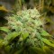Aydın’da  Auto Super Bud feminised Ganja Seeds kenevir tohumu
