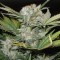 Çanakkale’de  Auto Super Bud feminised Ganja Seeds kenevir tohumu
