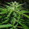 Denizli’de  Auto Super Bud feminised Ganja Seeds kenevir tohumu