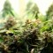 Konya’da Auto Super Bud feminised Ganja Seeds  kenevir tohumu