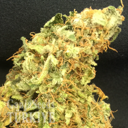 Auto Super Bud feminised Ganja Seeds