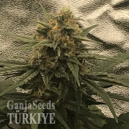 Auto Super Bud feminised Ganja Seeds
