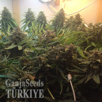 Auto Super Bud feminised Ganja Seeds