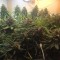 Auto Super Bud feminised Ganja Seeds Otomatik çiçeklenen dişileştirilmiş kenevir tohumu
