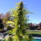 Auto Super Bud feminised Ganja Seeds Otomatik çiçeklenen dişileştirilmiş kenevir tohumu kargo ile eve teslim