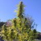 Auto Super Bud feminised Ganja Seeds Orijinal ambalajda kenevir tohumları